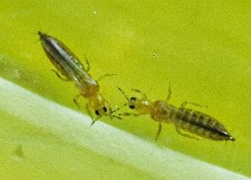 Details on Thrips