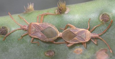 Cactus Bug (Chelinidea vittiger)