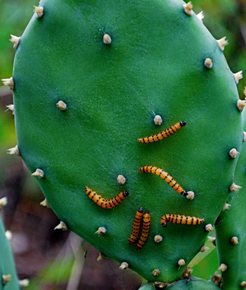 Cactus moth larvae on O. humifusa