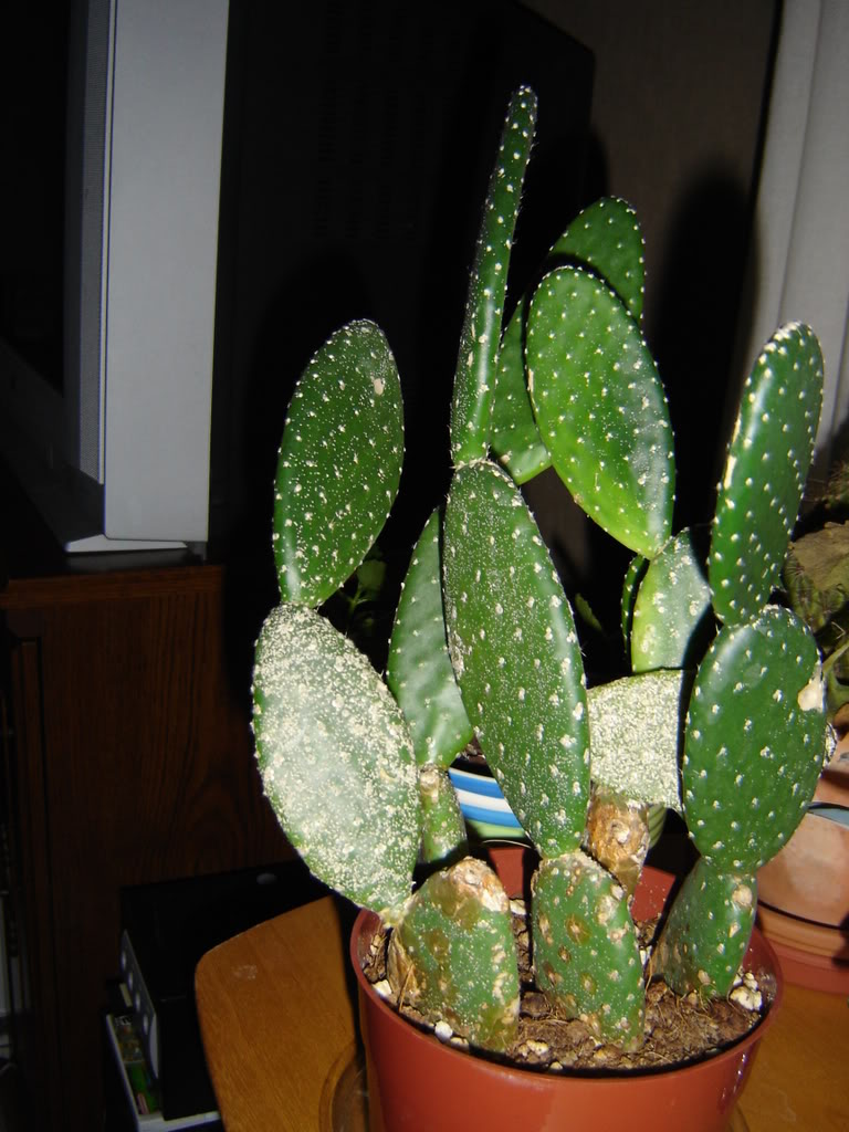 Corky scab on opuntia
