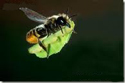 Details on Leaf Cutter Bee