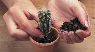 Potting a cactus