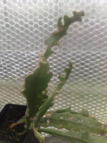 Slug damage on Epiphyllum