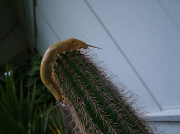 Slug on cactus