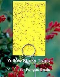 Yellow sticky trap for sciara