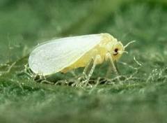Details on Whitefly